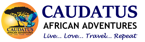 Caudata African Adventures